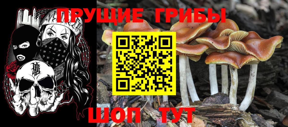 Псилоцибиновые грибы Psilocybe  Вход с VPN  Менделеевск 